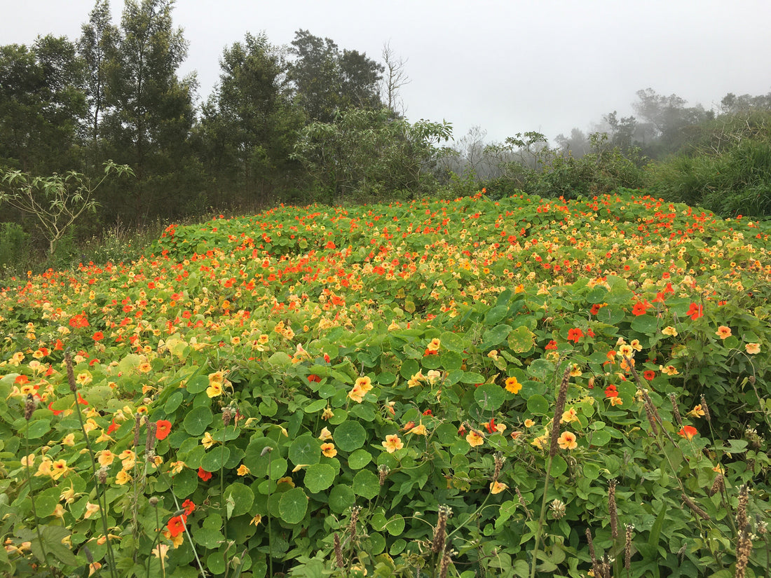 Consommer local à La Réunion