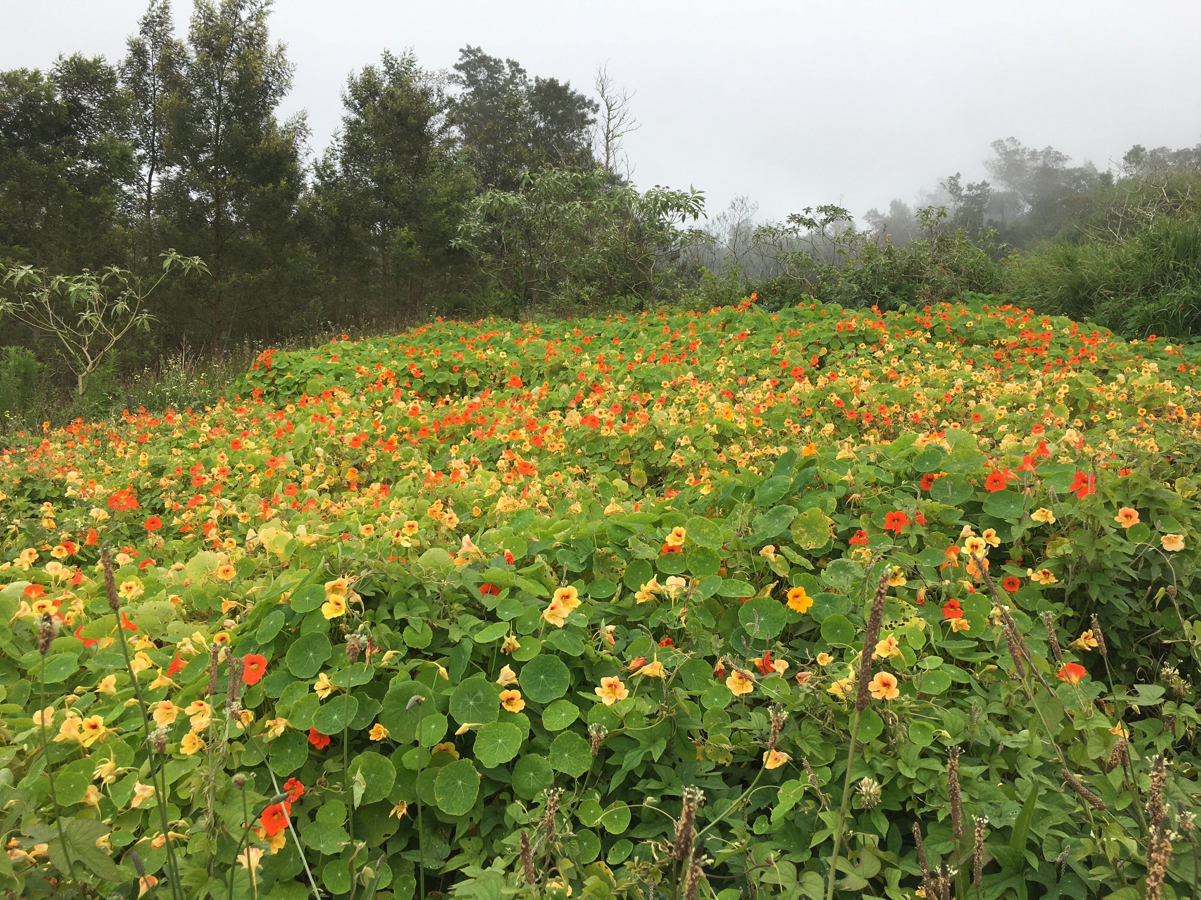Consommer local à La Réunion